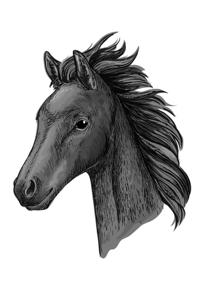 Siyah at baş kroki portre — Stok Vektör
