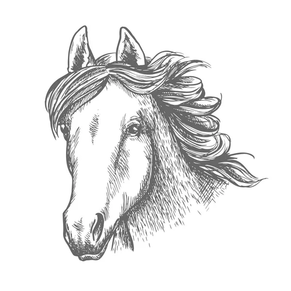 Croquis tête de cheval de jument arabique — Image vectorielle