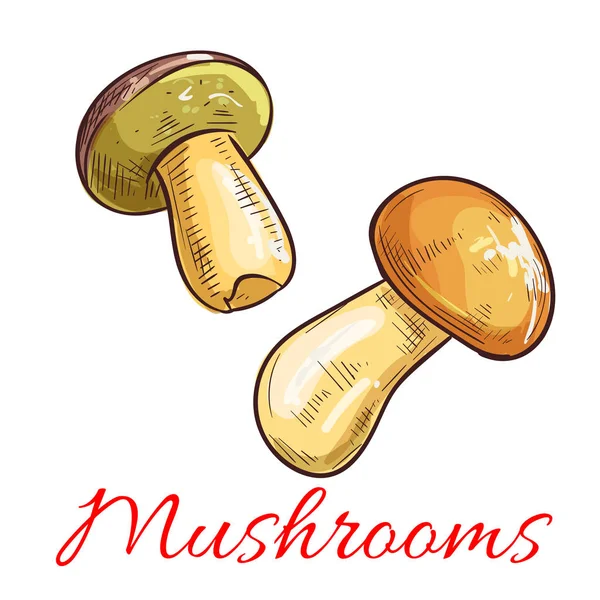 Champignons croquis vectoriel nourriture végétarienne — Image vectorielle