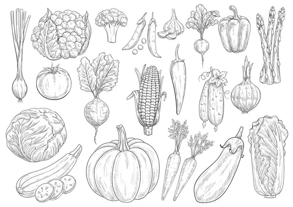 Vegetales vector bosquejo iconos aislados — Archivo Imágenes Vectoriales