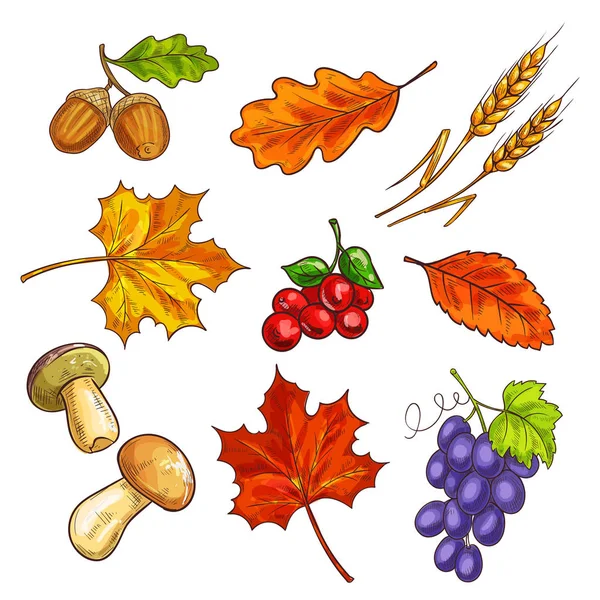 Beeren mit Herbstblättern und Pilzen — Stockvektor