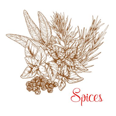 Baharatlı otlar ve bitkisel baharat baharat kroki