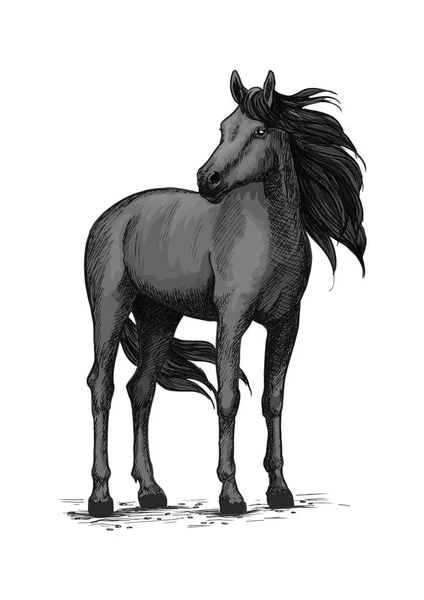 Croquis vectoriel sauvage de cheval noir debout — Image vectorielle