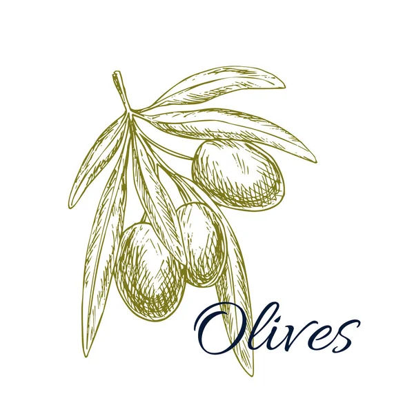 Olive branch vector schets met olijven bos — Stockvector