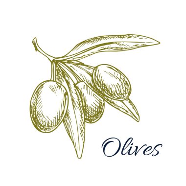 Zeytin grup vektör kroki yeşil zeytin dalı