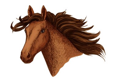 Horse head of arabian brown mustang vector sketch clipart
