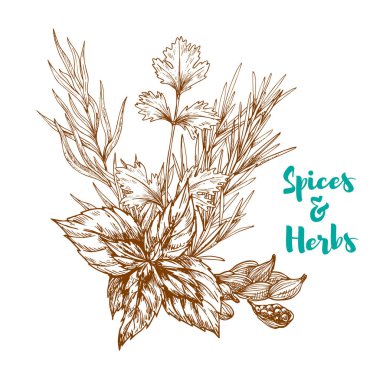 Bitkisel baharat veya baharatlı otlar sketch vektör