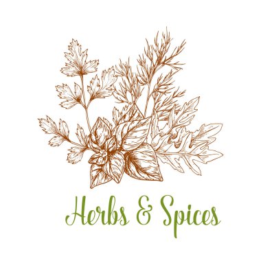 Bitki ve bitkisel baharat sketch vektör