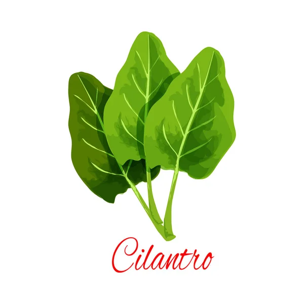 Cilantro hierba o cilantro planta especia vector icono — Vector de stock