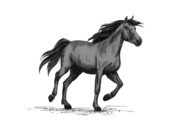 Černý divoký kůň běžící na závodní sport — Stockový vektor