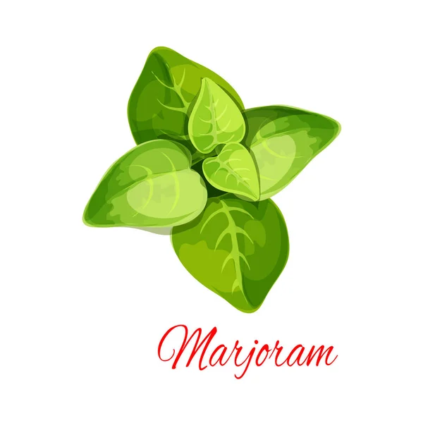 Marjolaine ou origan épice herbe dessin animé icône — Image vectorielle
