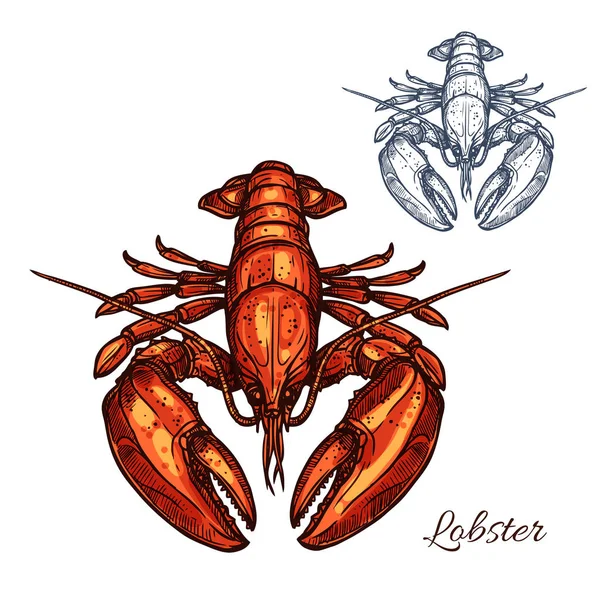 Esboço isolado de lagosta para design de frutos do mar — Vetor de Stock