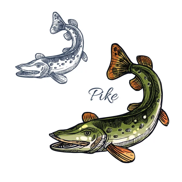 Pike fish vector isolated sketch icon — Stock Vector