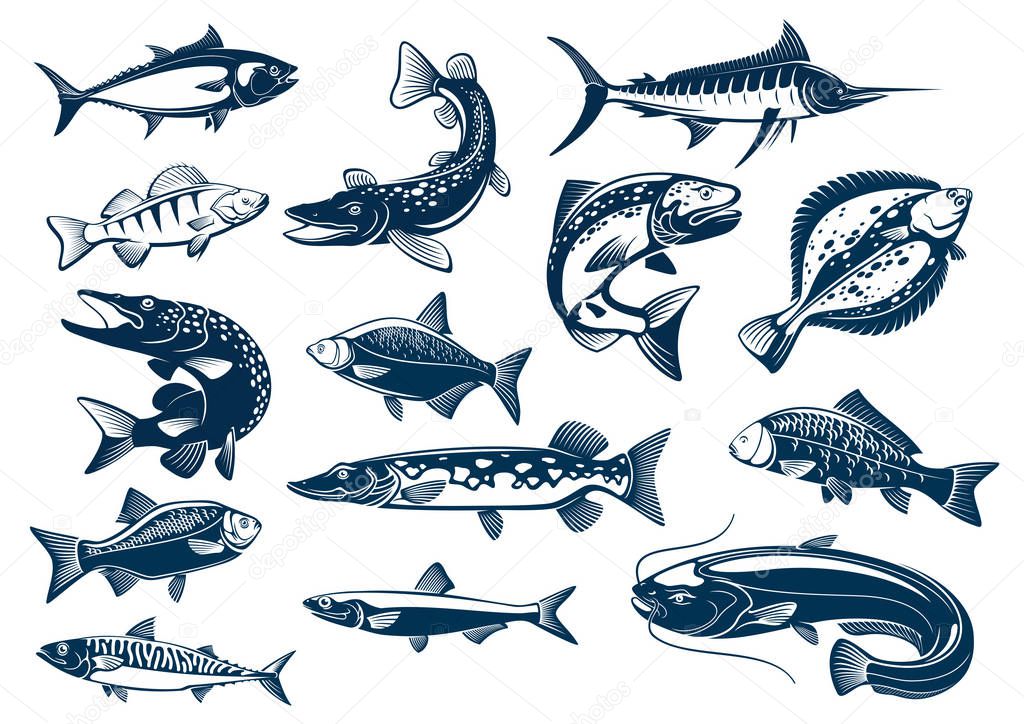 Fish vector tuna, pike and marlin, perch, bream, salmon and flounder, carp and mackerel sprat, sheatfish or catfish. Fishes blue symbols set for seafood restaurant, fishing club