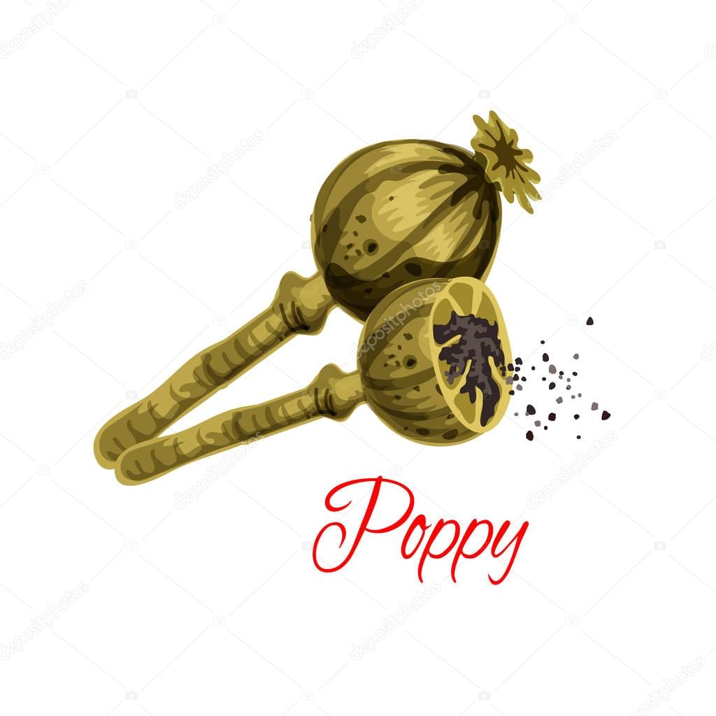 Poppy seeds flavoring vector icon