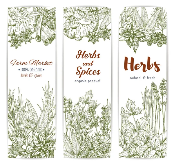 Herbs and spices sketch vector banners — Stock Vector