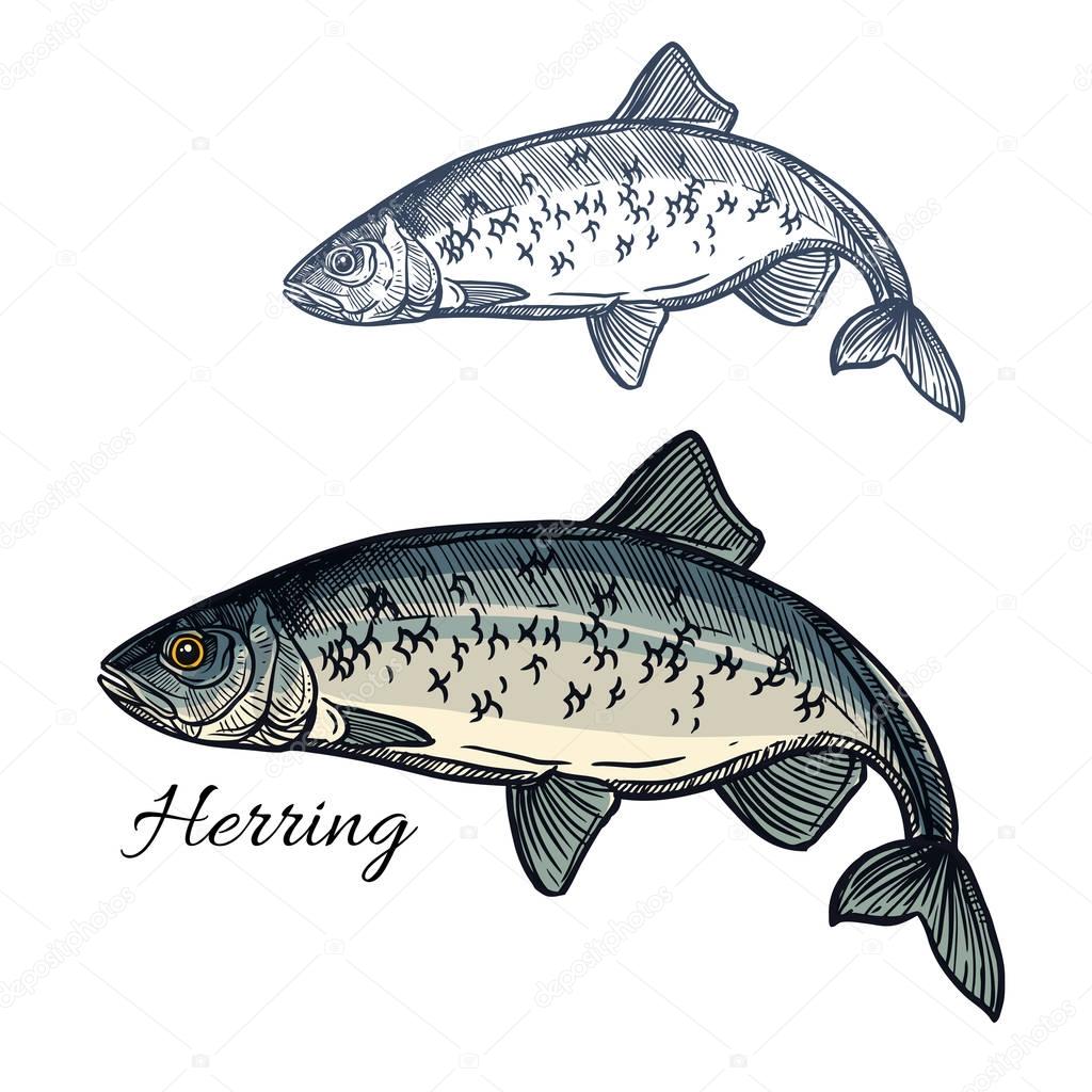 Herring fish vector isolated sketch icon