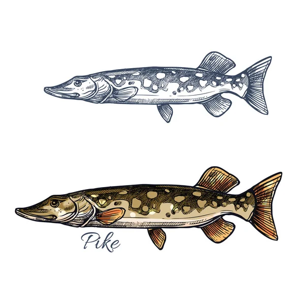Boceto de pez lucio con pickerel para el diseño de la pesca — Vector de stock
