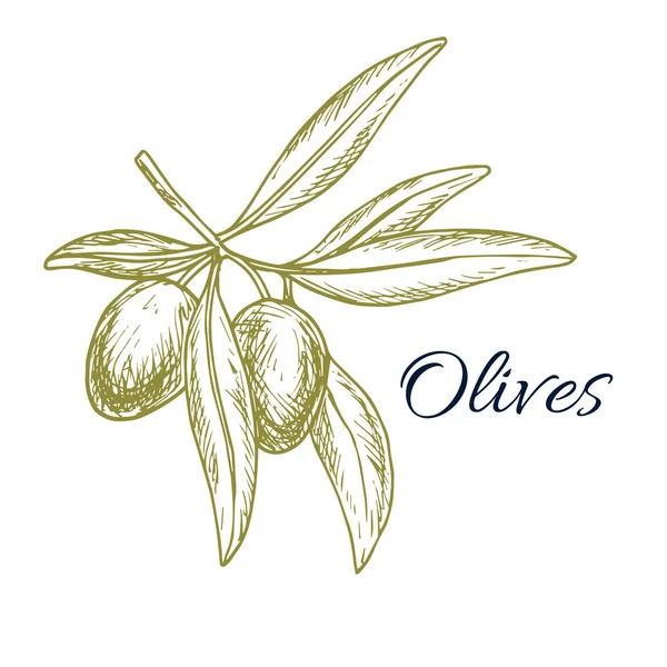 Skizze eines Olivenzweiges für die Gestaltung von Lebensmitteletiketten — Stockvektor