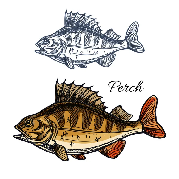 Начерк або ескіз басової риби для дизайну риболовлі — стоковий вектор
