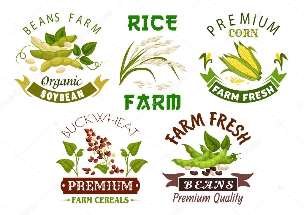 Vegetable, bean and cereal farm emblem set. Fresh corn cob, rice and buckwheat plant with grain, leaves, green pods of soybean and white beans with ribbon banner. Organic farming, agriculture design