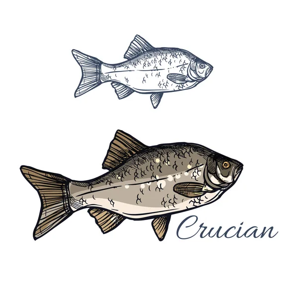 Ícone de esboço isolado de vetor de peixe Crucian — Vetor de Stock