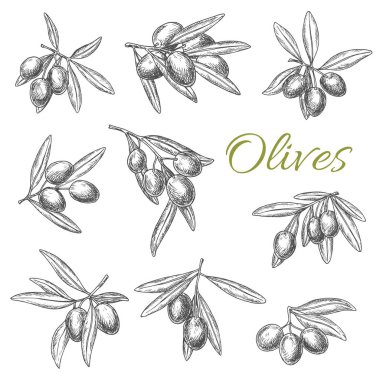 Zeytin dalları vektör çizim Icons set