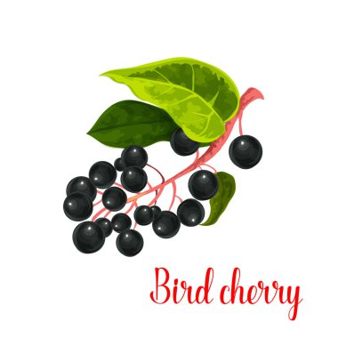 Kuş kiraz berry vektör simgesi