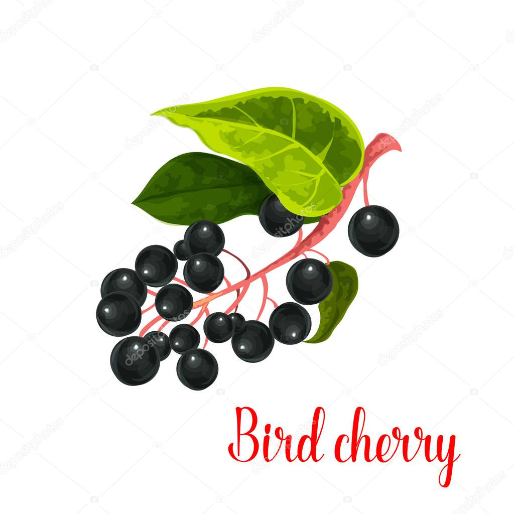 Bird cherry icon. Vector isolated berry of prunus or padus species. Bunch of fresh sweet bird cherries fruits on branch for jam or grocery and farm market