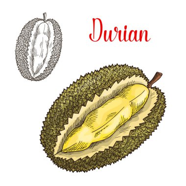 Durian egzotik meyve vektör çizim simgesi