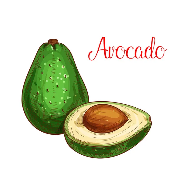 Avocado tropischen Früchten Vektor Skizze Symbol — Stockvektor