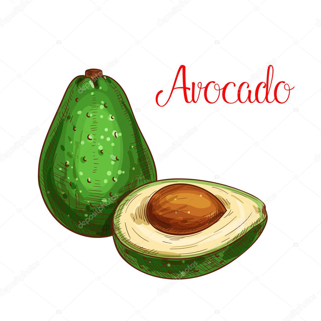 Avocado sketch. Vector isolated fruit icon of exotic cut or sliced to flesh. Dietary tropical asian or mediterranean fruit of for grocery store, shop and farm market or product label