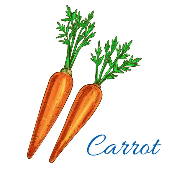 Carota vegetale vettore isolato schizzo icona — Vettoriale Stock