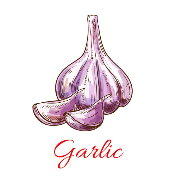 Garlic vegetable vector isolated sketch icon — Stock Vector