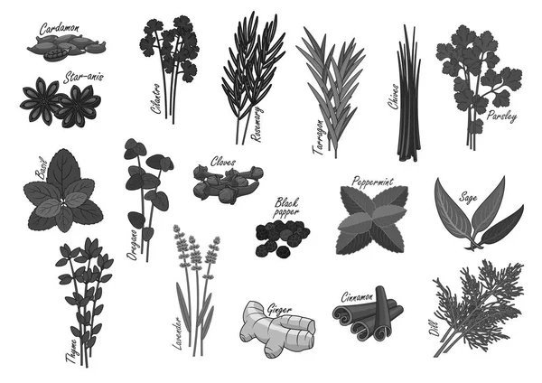 Especias y hierbas vector iconos aislados — Archivo Imágenes Vectoriales