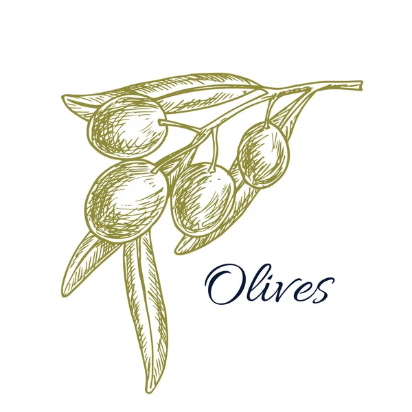 Bosquejo de rama de olivo verde para el diseño de alimentos ecológicos — Archivo Imágenes Vectoriales