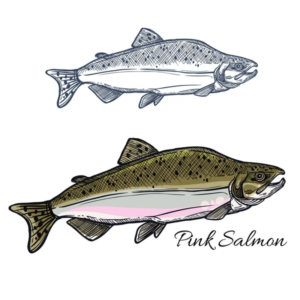 Bosquejo de pescado de salmón para mariscos y diseño de pesca — Vector de stock