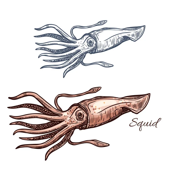 Calamari disegno animale marino per la progettazione frutti di mare — Vettoriale Stock