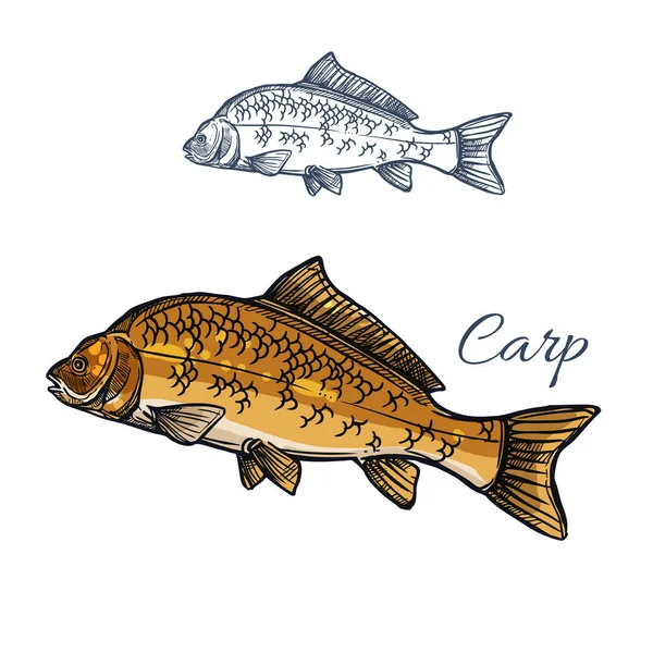 Bosquejo aislado de peces de carpa para el diseño de temas alimenticios — Vector de stock