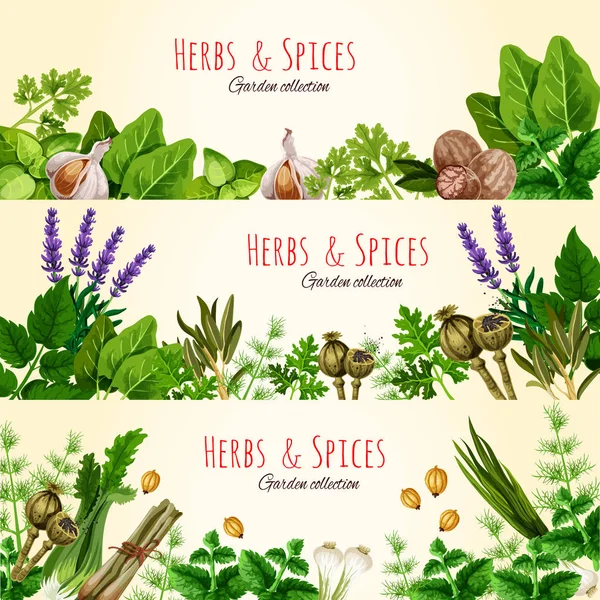 Fresh green herbs and spices banner set — Stock Vector