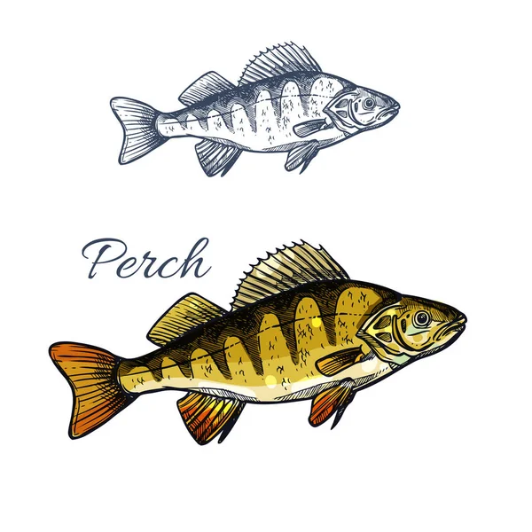 鲈鱼鱼淡水食肉动物的孤立的素描 — 图库矢量图片