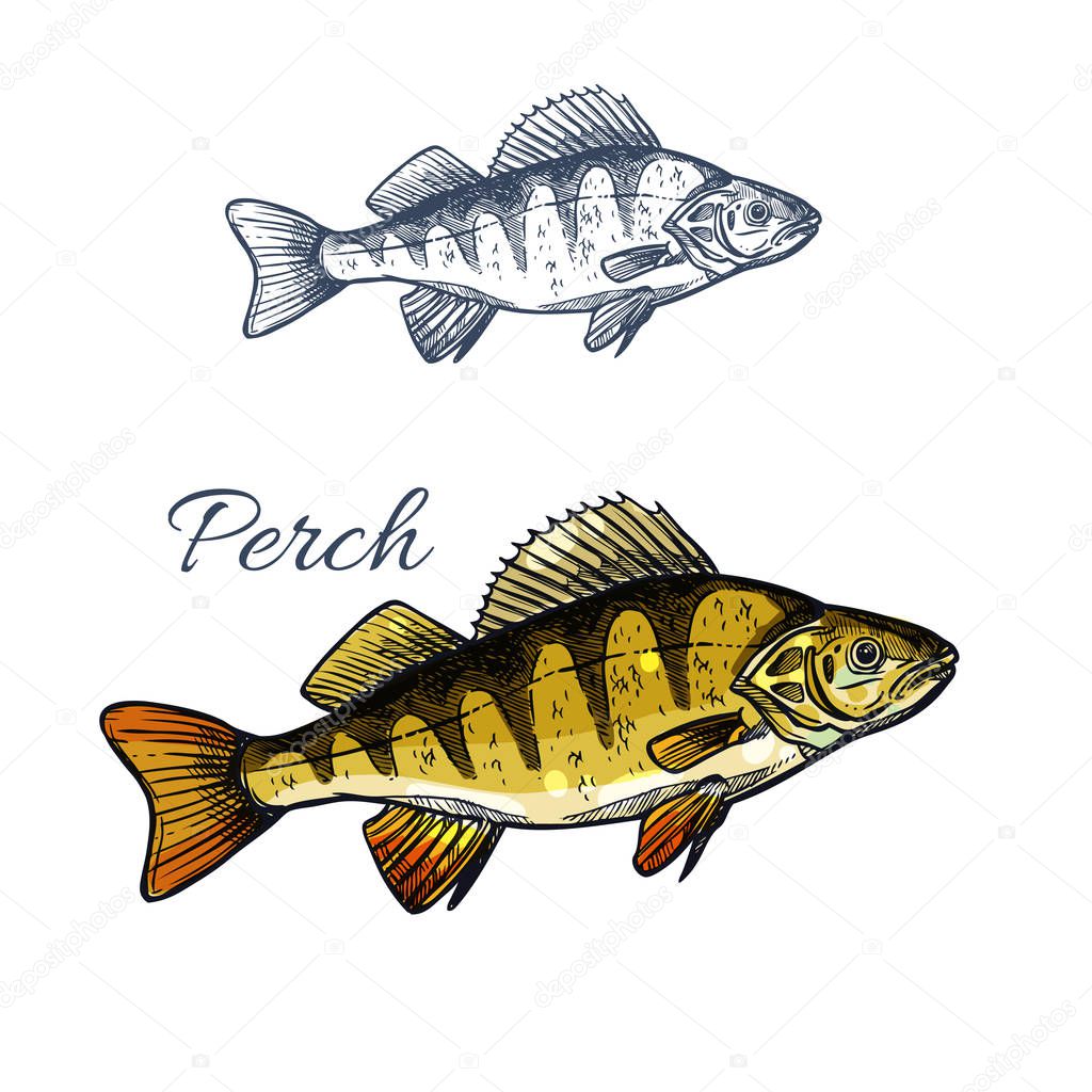 Perch fish isolated sketch of freshwater predator