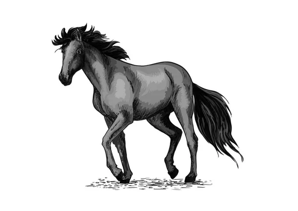 Schiță de cal de armăsar arab negru — Vector de stoc