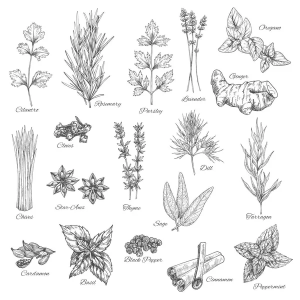 Spices and herbs vector sketch icons — Stock Vector