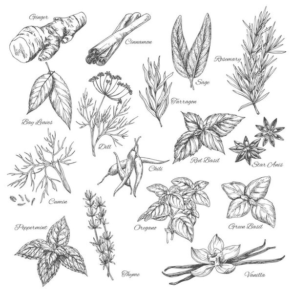 Vector sketch spices and herb plants flavorings