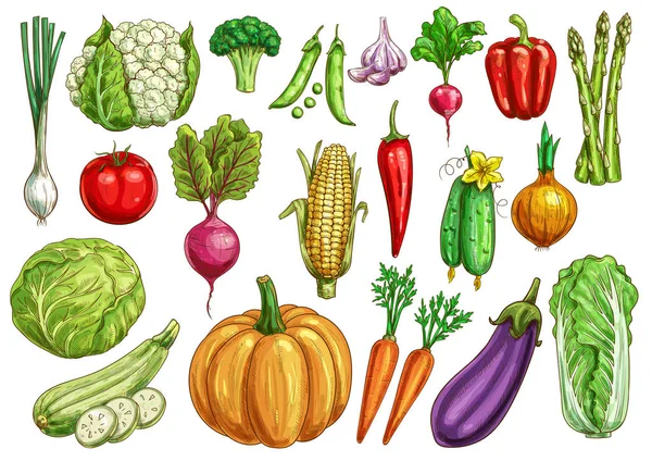 Ensemble de croquis isolés aux légumes avec légumes frais — Image vectorielle