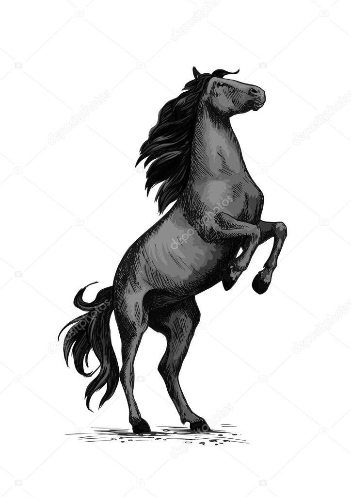 Wild horse racer rearing vector sketch