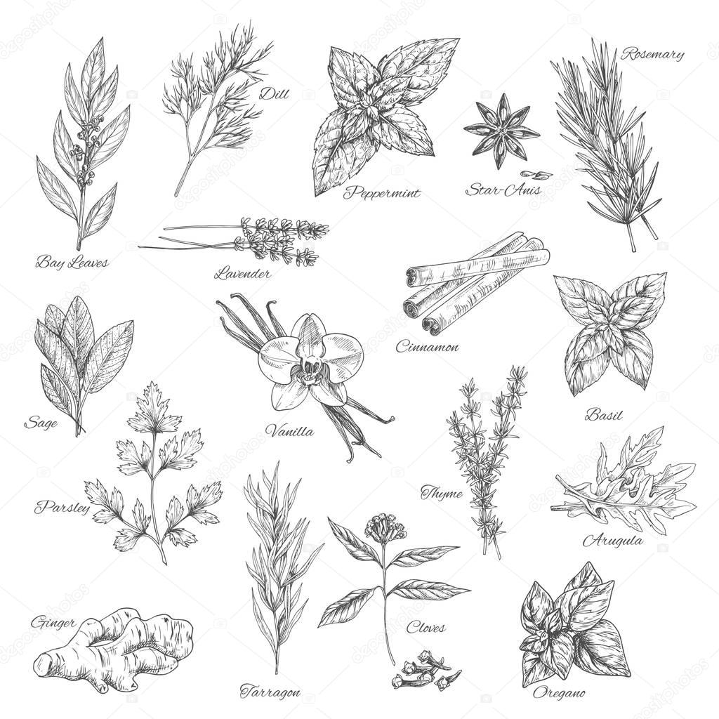 Herbs and spices vector sketch icons