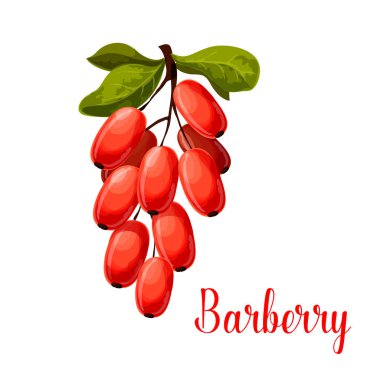Barberry fruit icon for food and spices design clipart