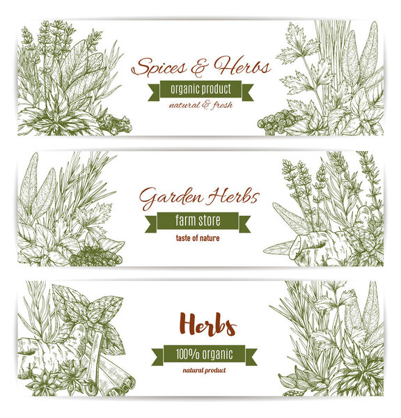 Herbs, spices and leaf vegetables sketch banner